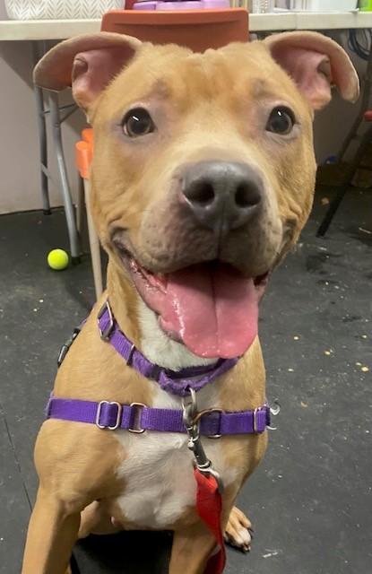 Nala-Ball of fun, ADOPTABLE, Young Female Mixed Breed.