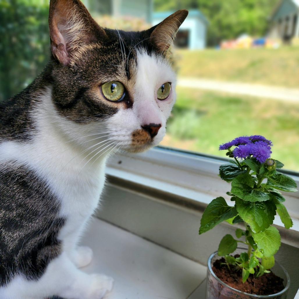 Enlarge Biggie, a Adoptable Domestic Short Hair in Columbus, NC image 1/4