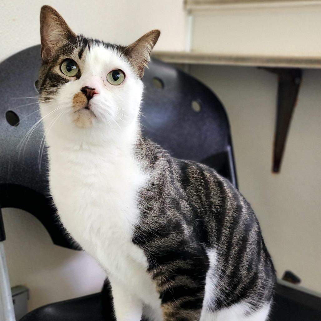 Enlarge Biggie, a Adoptable Domestic Short Hair in Columbus, NC image 2/4