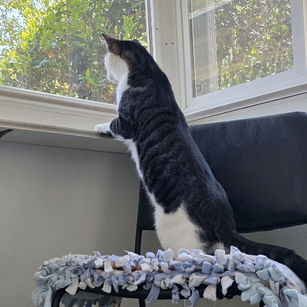 Enlarge Biggie, a Adoptable Domestic Short Hair in Columbus, NC image 3/4