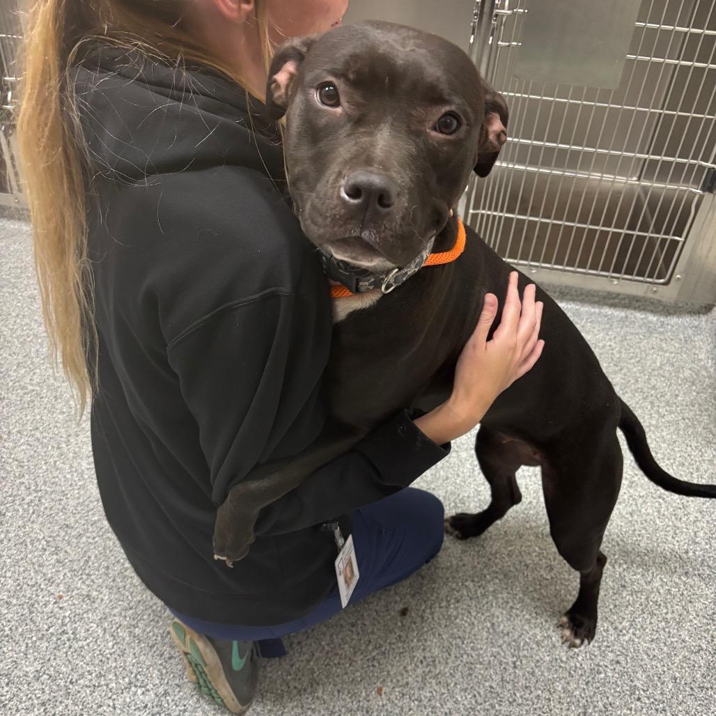 Nadia, Adoptable, Adult Female American Staffordshire Terrier.