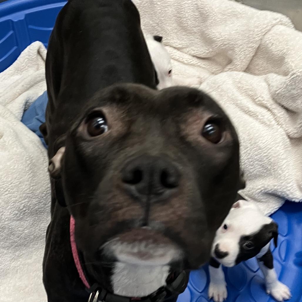 Nadia, a Adoptable American Staffordshire Terrier in Grand Rapids, MI image 2/2