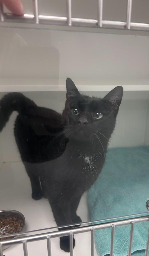 Merlin, Adoptable, Adult Male Domestic Short Hair.