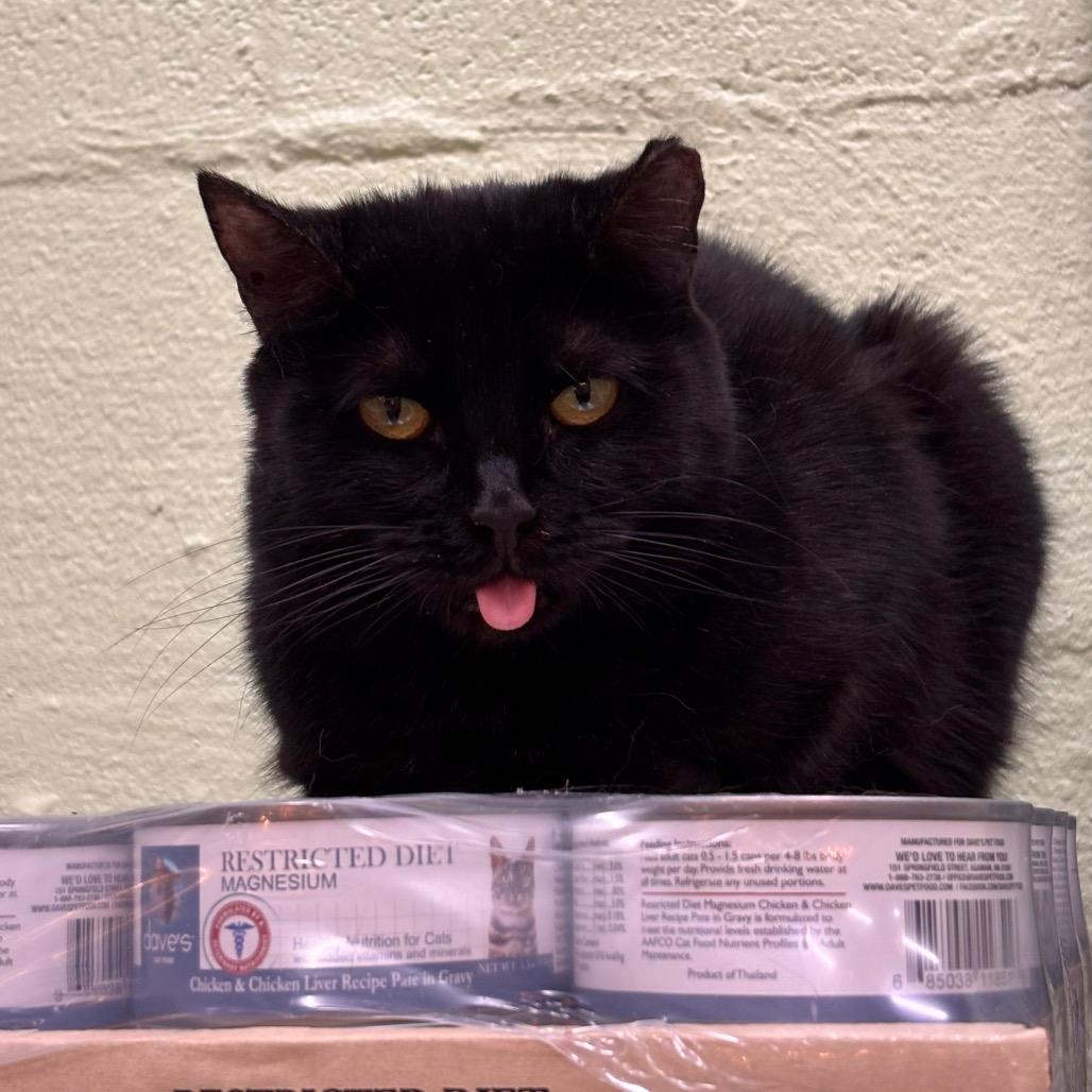 Enlarge Ava, a Adoptable Domestic Short Hair in Mount Juliet, TN image 1/3