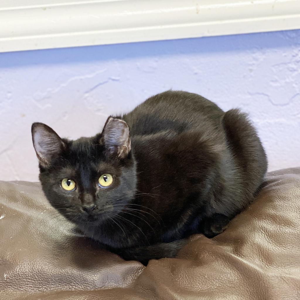 Enlarge Ava, a Adoptable Domestic Short Hair in Mount Juliet, TN image 3/3