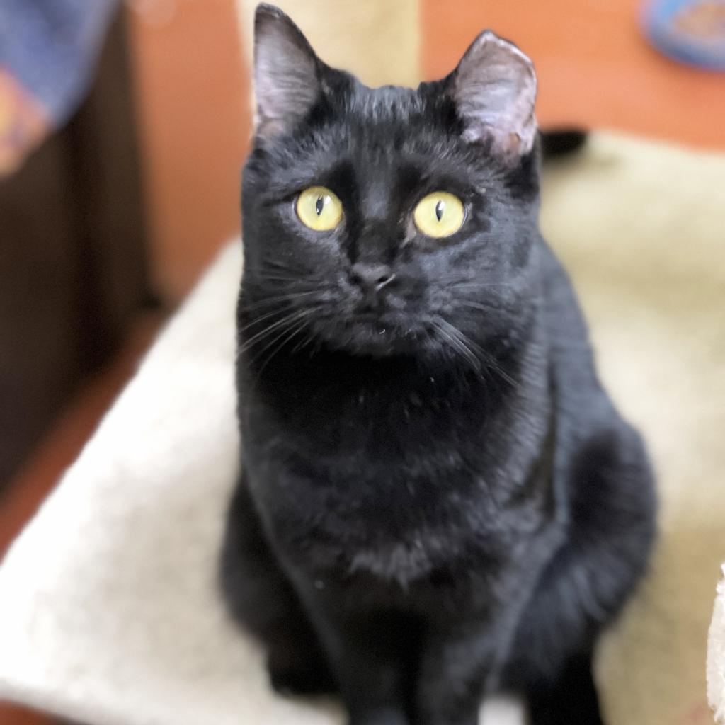 Enlarge Ava, a Adoptable Domestic Short Hair in Mount Juliet, TN image 2/3