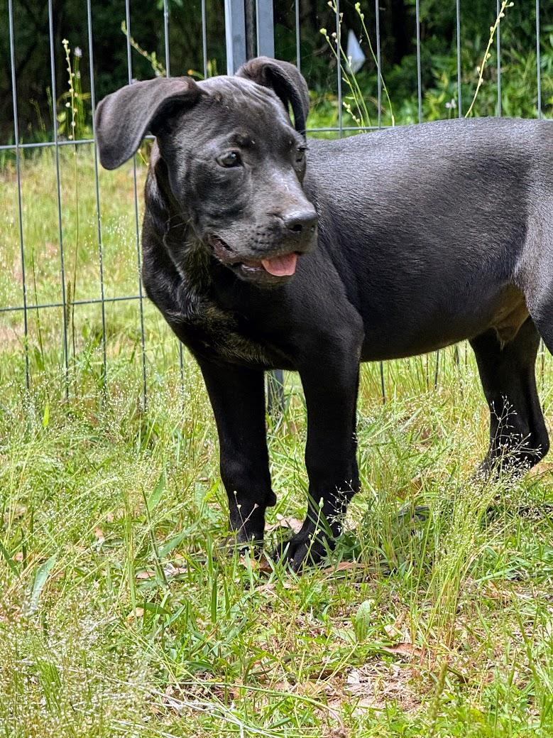 OBSIDIAN, Adoptable, Young Male Pit Bull Terrier & Labrador Retriever.