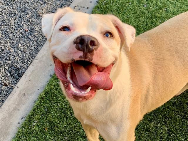 SAVE ME PLEASE Izzy - IDA554472, Adopted, Young Female Pit Bull Terrier.