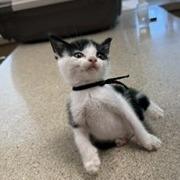 Enlarge Desmond, a Adoptable Domestic Short Hair in Wilmington, NC image 5/5
