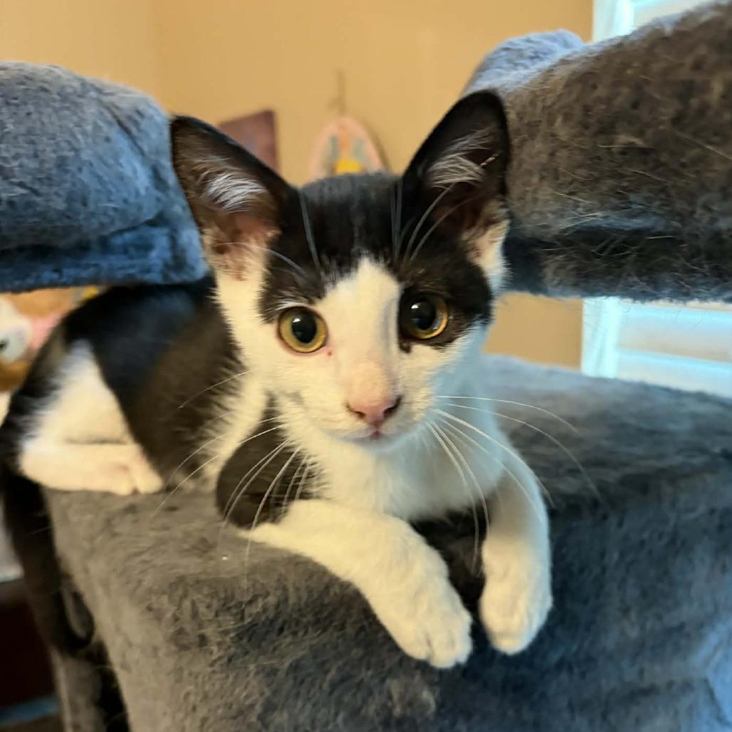 Desmond, Adoptable, Kitten Male Domestic Short Hair.