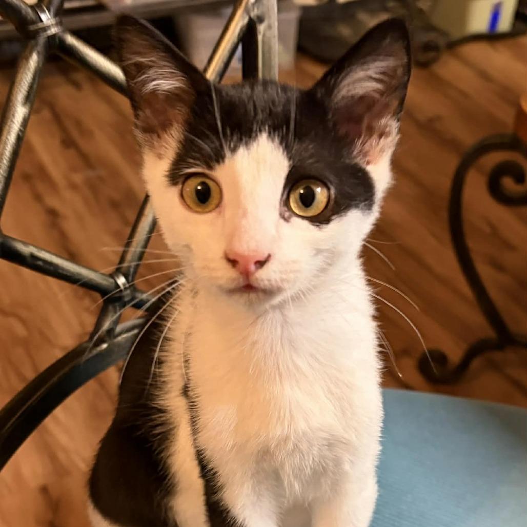 Enlarge Desmond, a Adoptable Domestic Short Hair in Wilmington, NC image 2/5