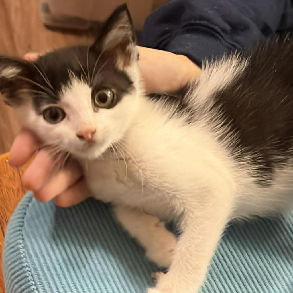 Enlarge Desmond, a Adoptable Domestic Short Hair in Wilmington, NC image 4/5