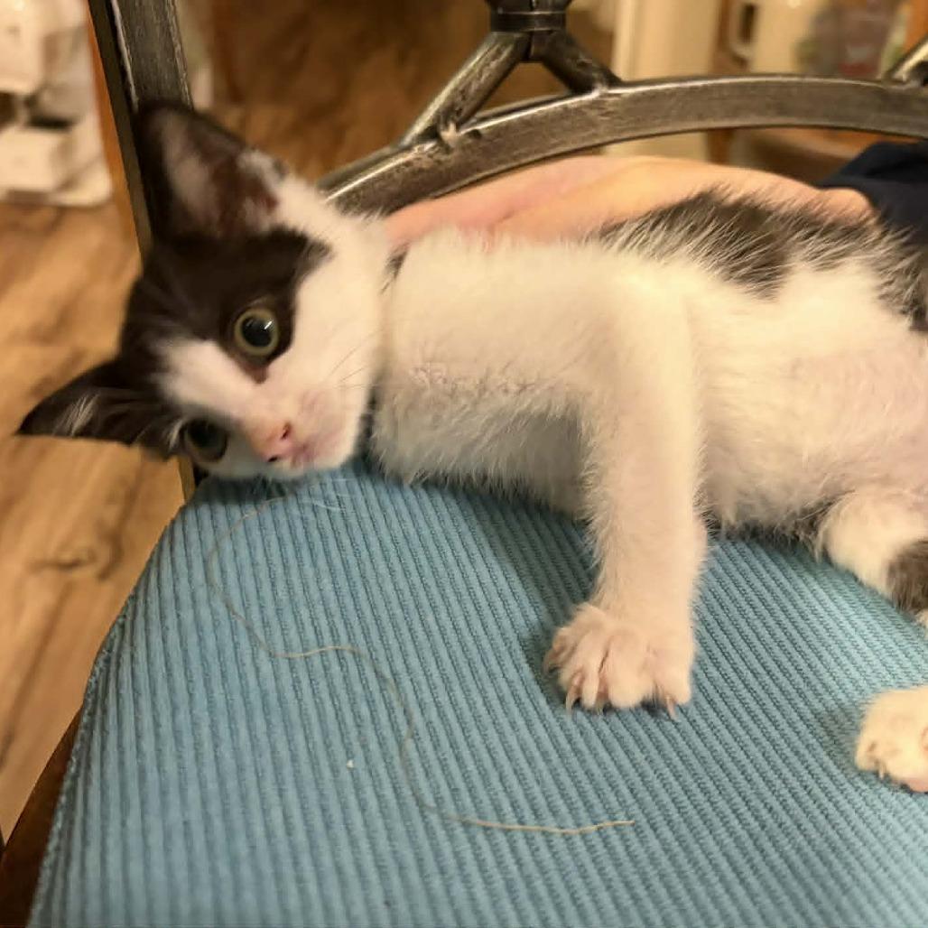 Enlarge Desmond, a Adoptable Domestic Short Hair in Wilmington, NC image 3/5