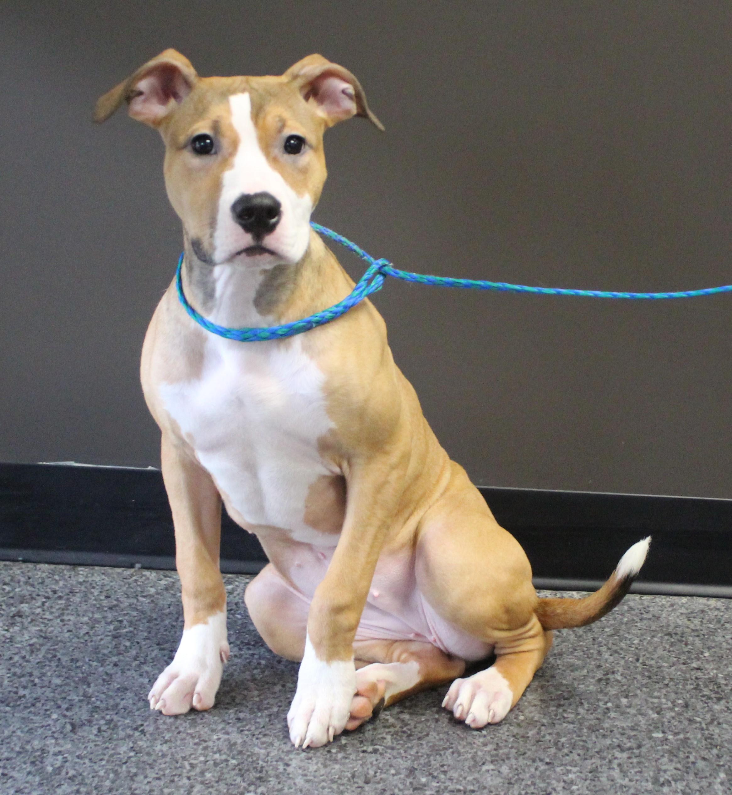 Nova (11557), adopted, Young Female Pit Bull Terrier.