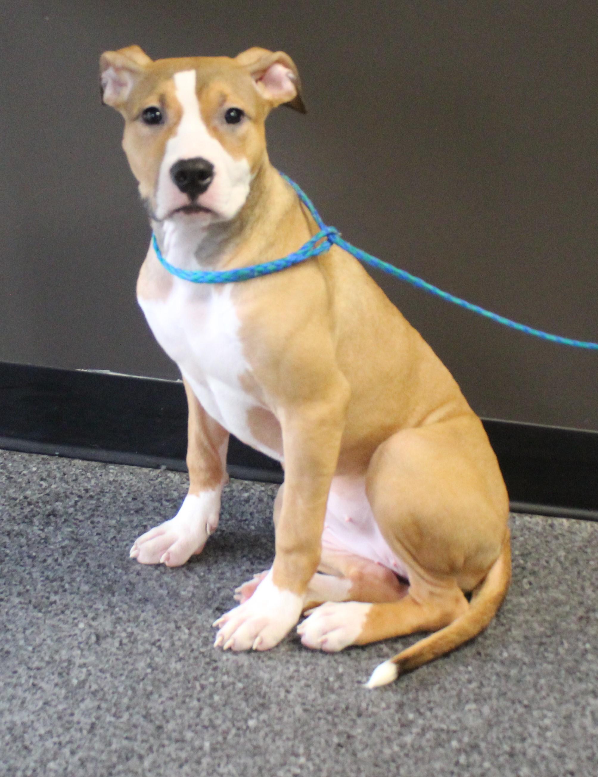 Enlarge Nova (11557), an adopted mixed breed in Heath, OH image 2/2