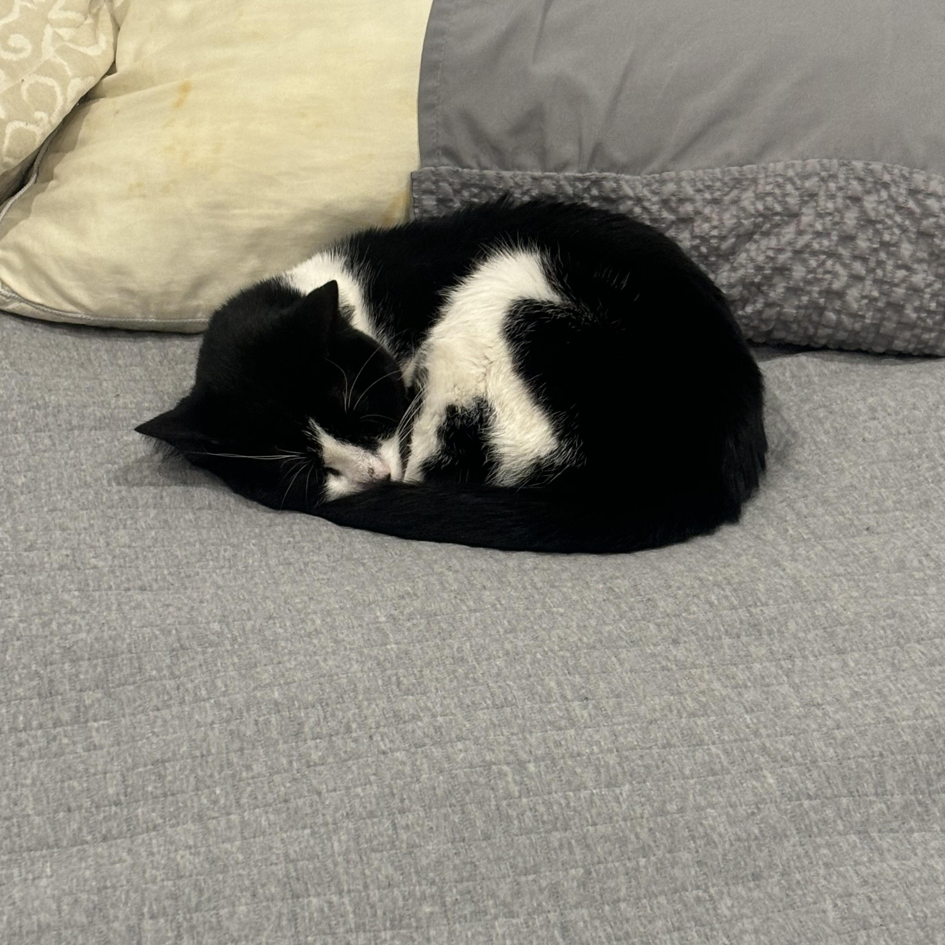 Enlarge Ron, a Adoptable Domestic Short Hair in Weehawken, NJ image 5/6