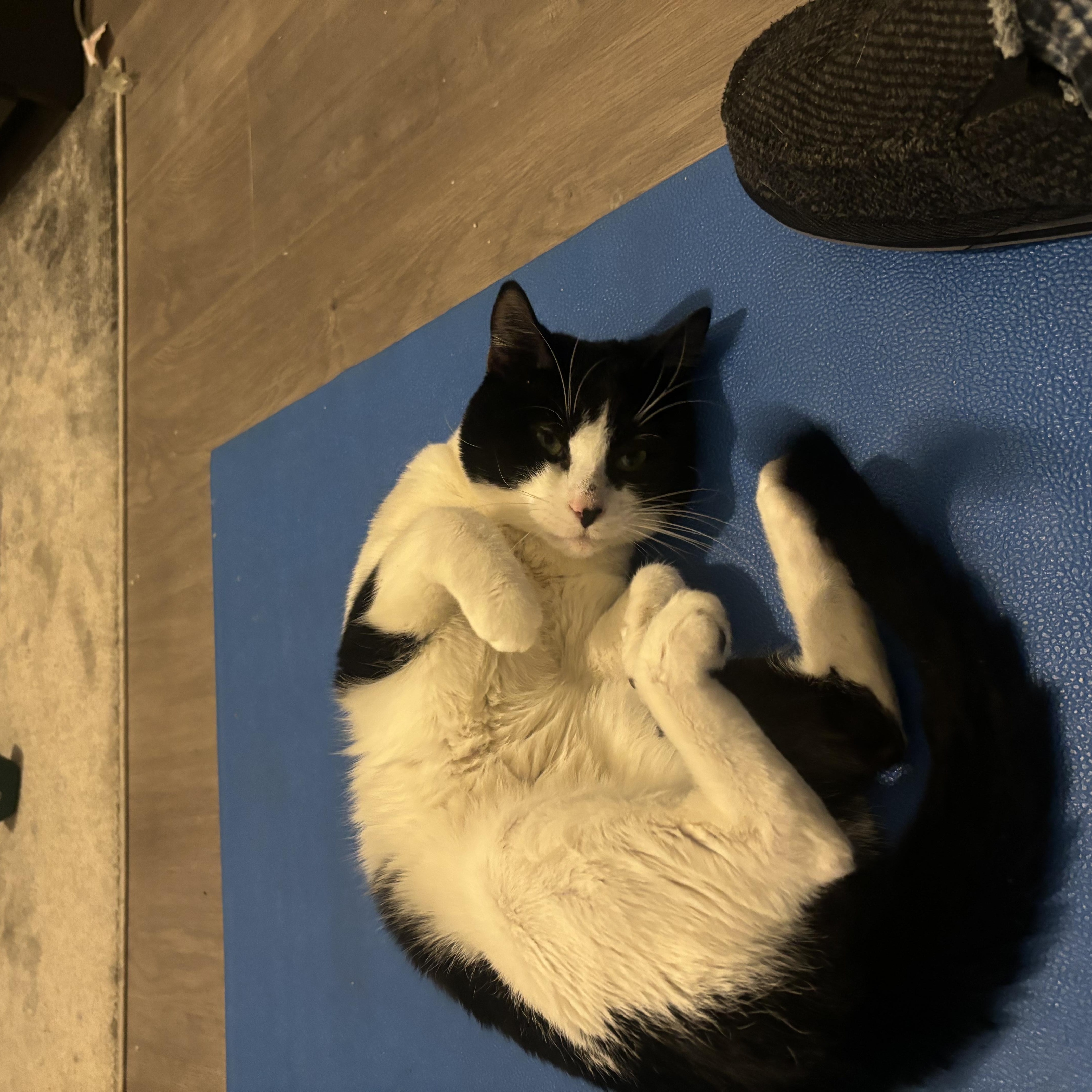 Enlarge Ron, a Adoptable Domestic Short Hair in Weehawken, NJ image 6/6