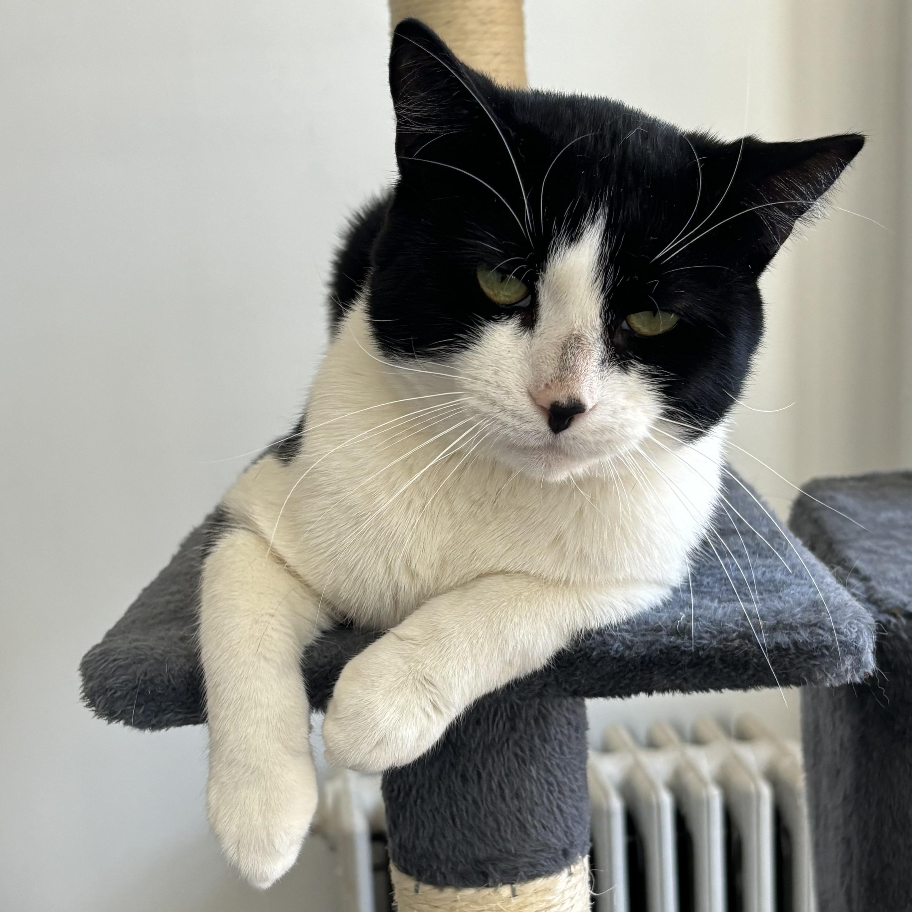 Ron, Adoptable, Adult Male Domestic Short Hair.