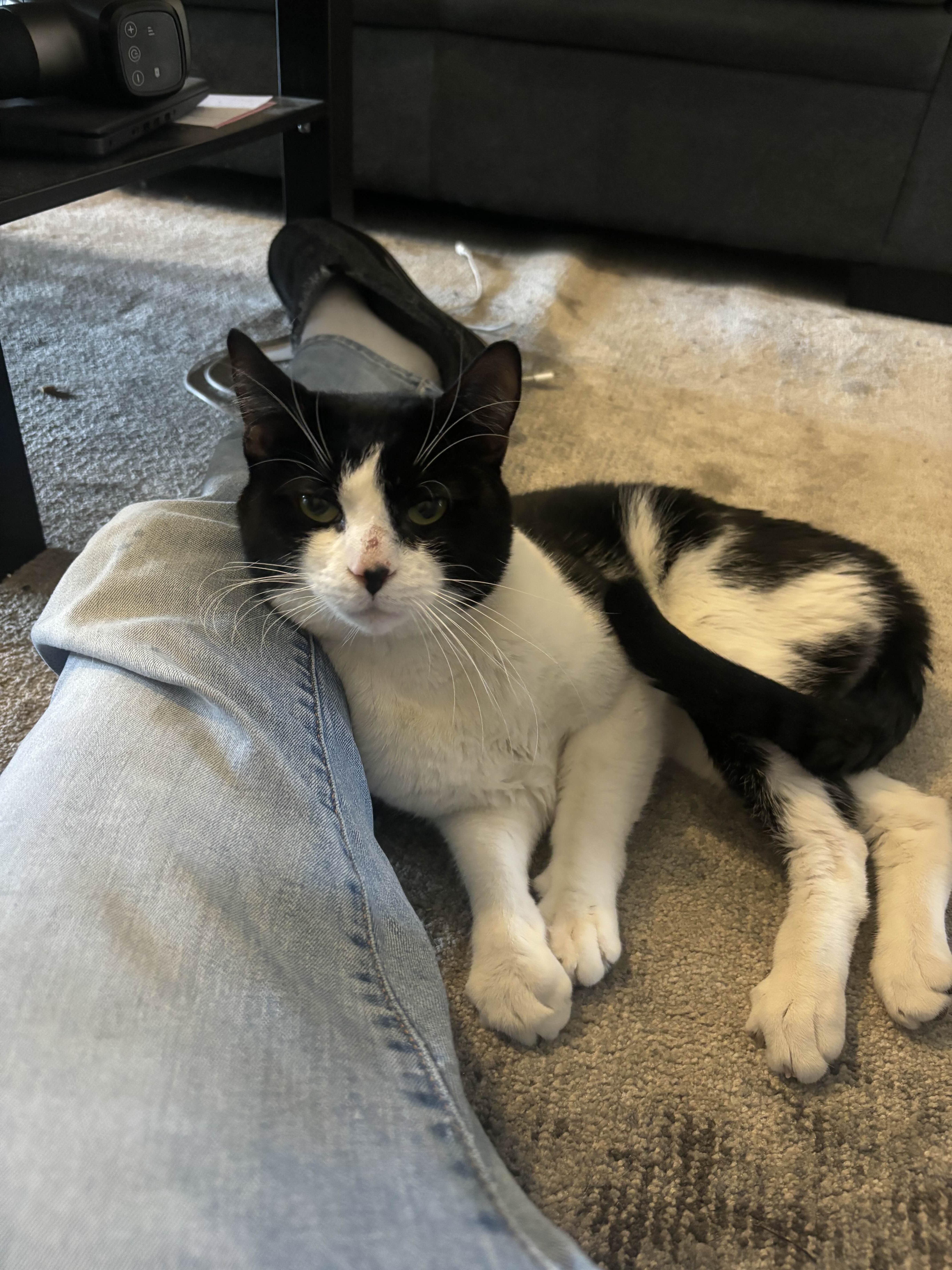 Enlarge Ron, a Adoptable Domestic Short Hair in Weehawken, NJ image 4/6