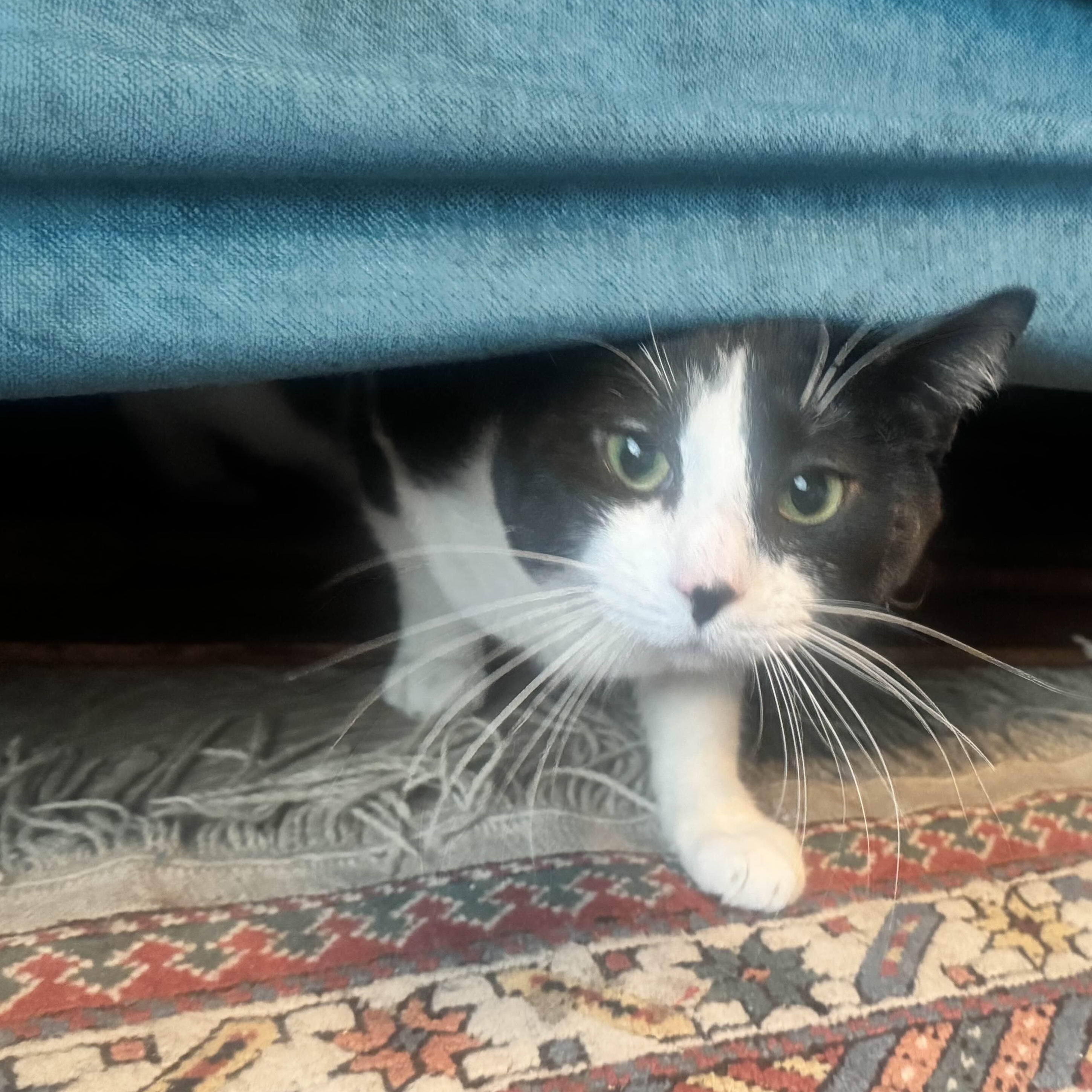 Enlarge Ron, a Adoptable Domestic Short Hair in Weehawken, NJ image 3/6