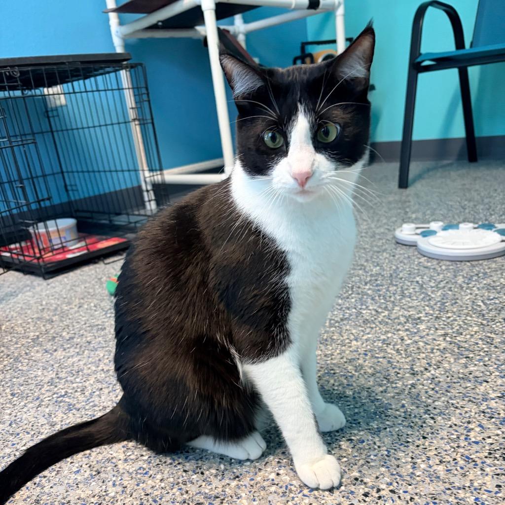 Enlarge Colvert, a Adoptable mixed breed in Magnolia, TX image 4/4