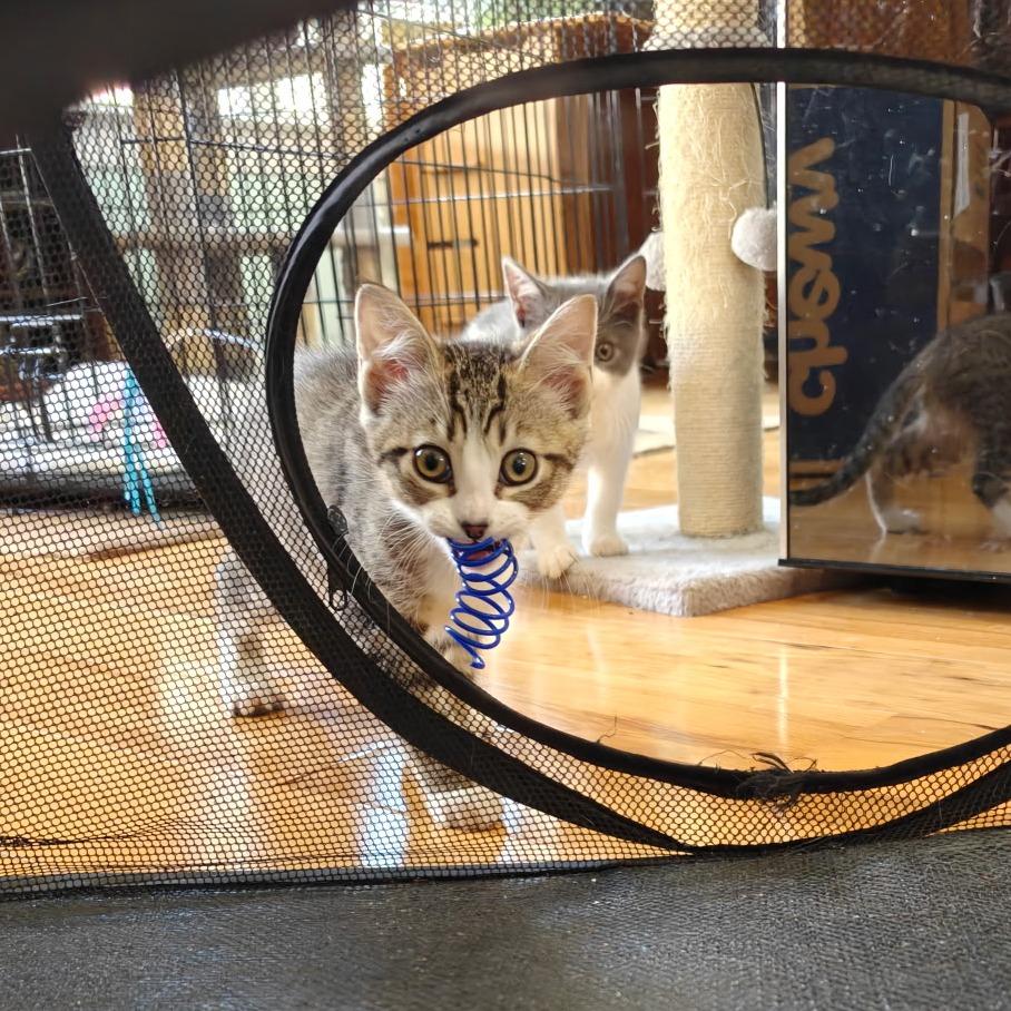 Manchitas, Adoptable, Kitten Female Domestic Short Hair.