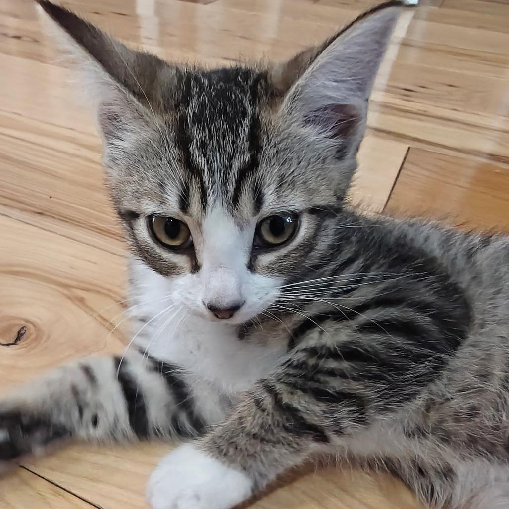 Enlarge Manchitas, a Adoptable Domestic Short Hair in Germantown, MD image 2/3