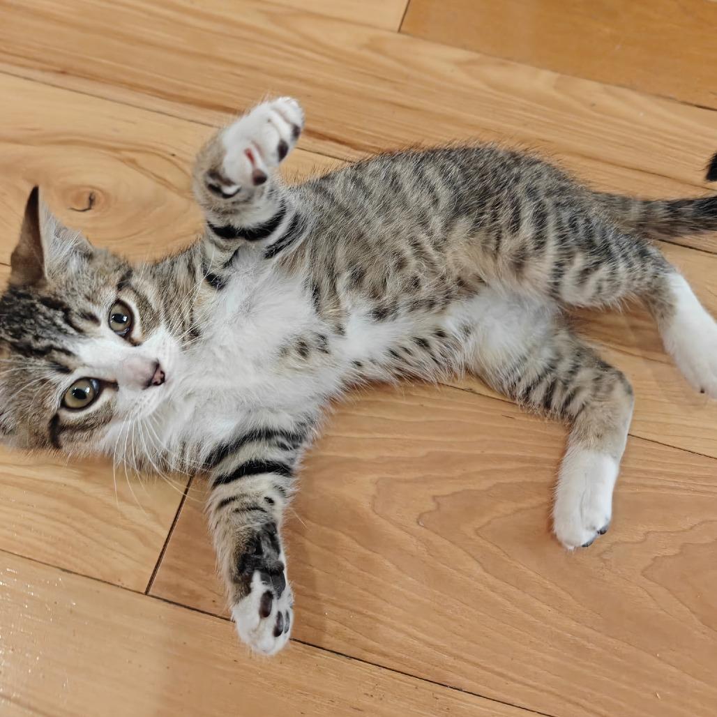 Enlarge Manchitas, a Adoptable Domestic Short Hair in Germantown, MD image 3/3