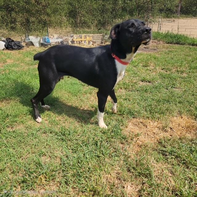 Enlarge Athena, a Adoptable mixed breed in Manhasset, NY image 3/6