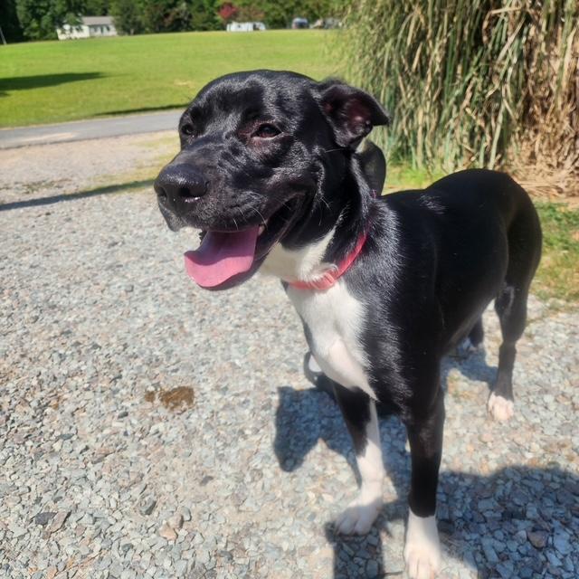 Enlarge Athena, a Adoptable mixed breed in Manhasset, NY image 5/6