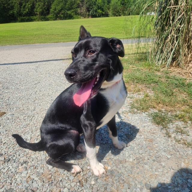Enlarge Athena, a Adoptable mixed breed in Manhasset, NY image 4/6