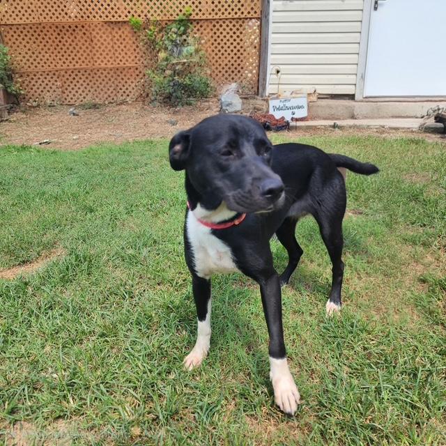Enlarge Athena, a Adoptable mixed breed in Manhasset, NY image 1/6