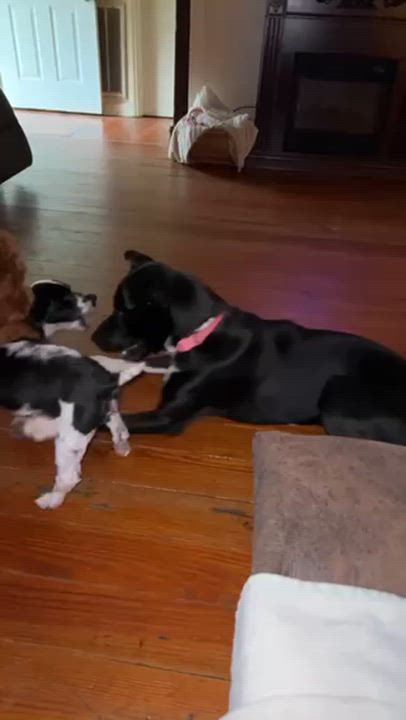 Enlarge Athena, a Adoptable mixed breed in Manhasset, NY video 6/6
