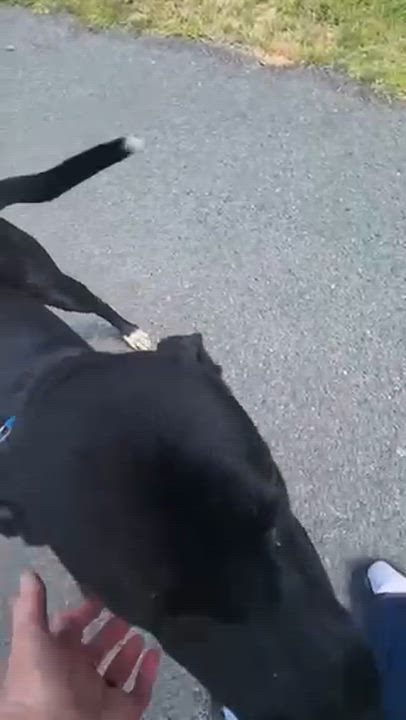 Enlarge Athena, a Adoptable mixed breed in Manhasset, NY video 2/6