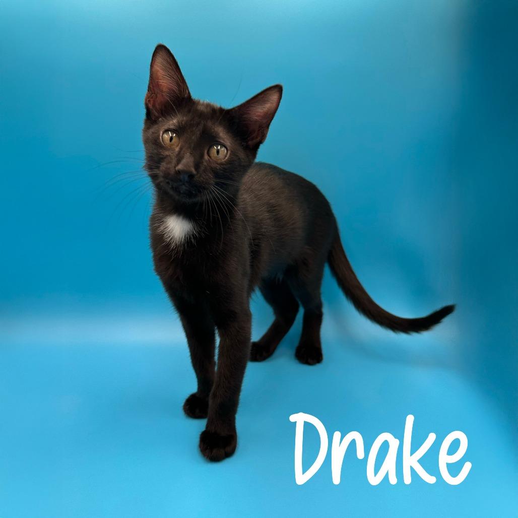 Drake, Adoptable, Kitten Male Domestic Short Hair.