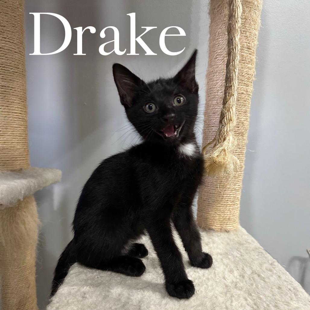 Enlarge Drake, a Adoptable Domestic Short Hair in Bellingham, WA image 3/4