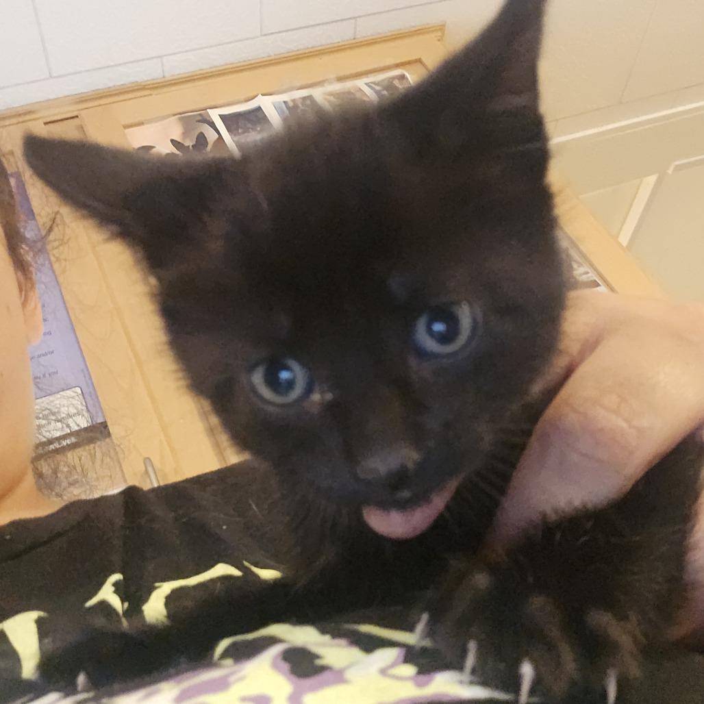 Enlarge Drake, a Adoptable Domestic Short Hair in Bellingham, WA image 4/4