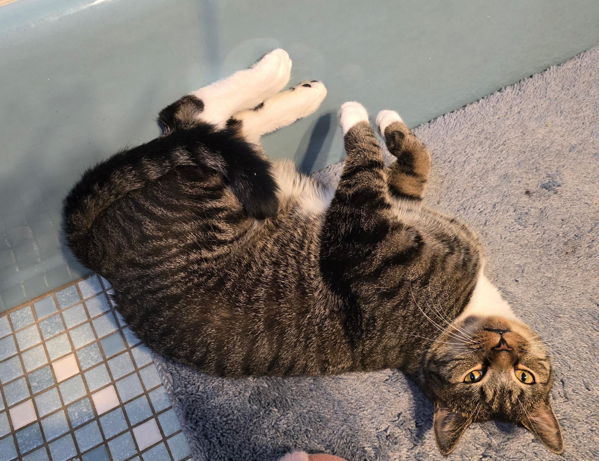 Enlarge Rico, a Adoptable Domestic Short Hair in Beltsville, MD image 6/6