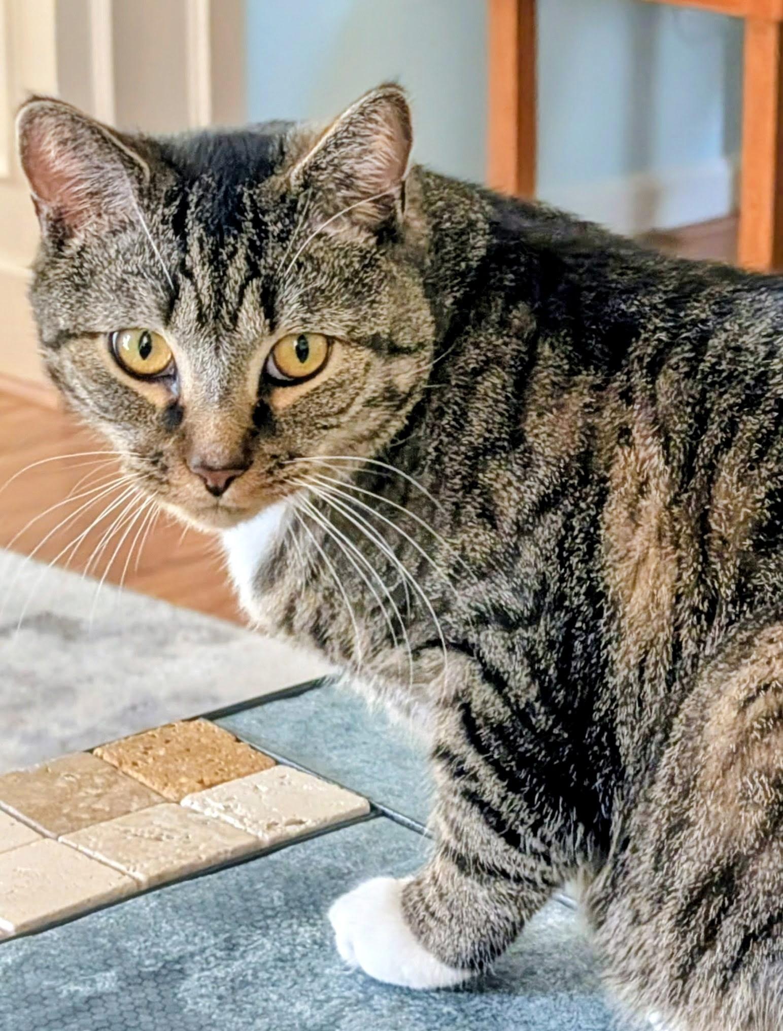 Enlarge Rico, a Adoptable Domestic Short Hair in Beltsville, MD image 1/6