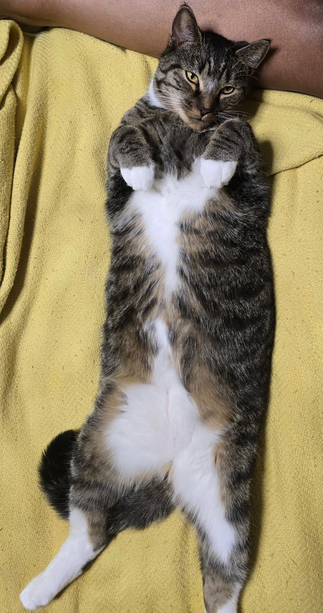 Rico, a Adoptable Domestic Short Hair in Beltsville, MD image 5/6