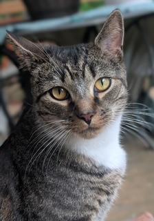 Rico, Adoptable, Young Male Domestic Short Hair.