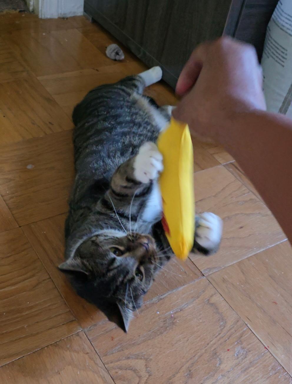 Enlarge Rico, a Adoptable Domestic Short Hair in Beltsville, MD image 5/6