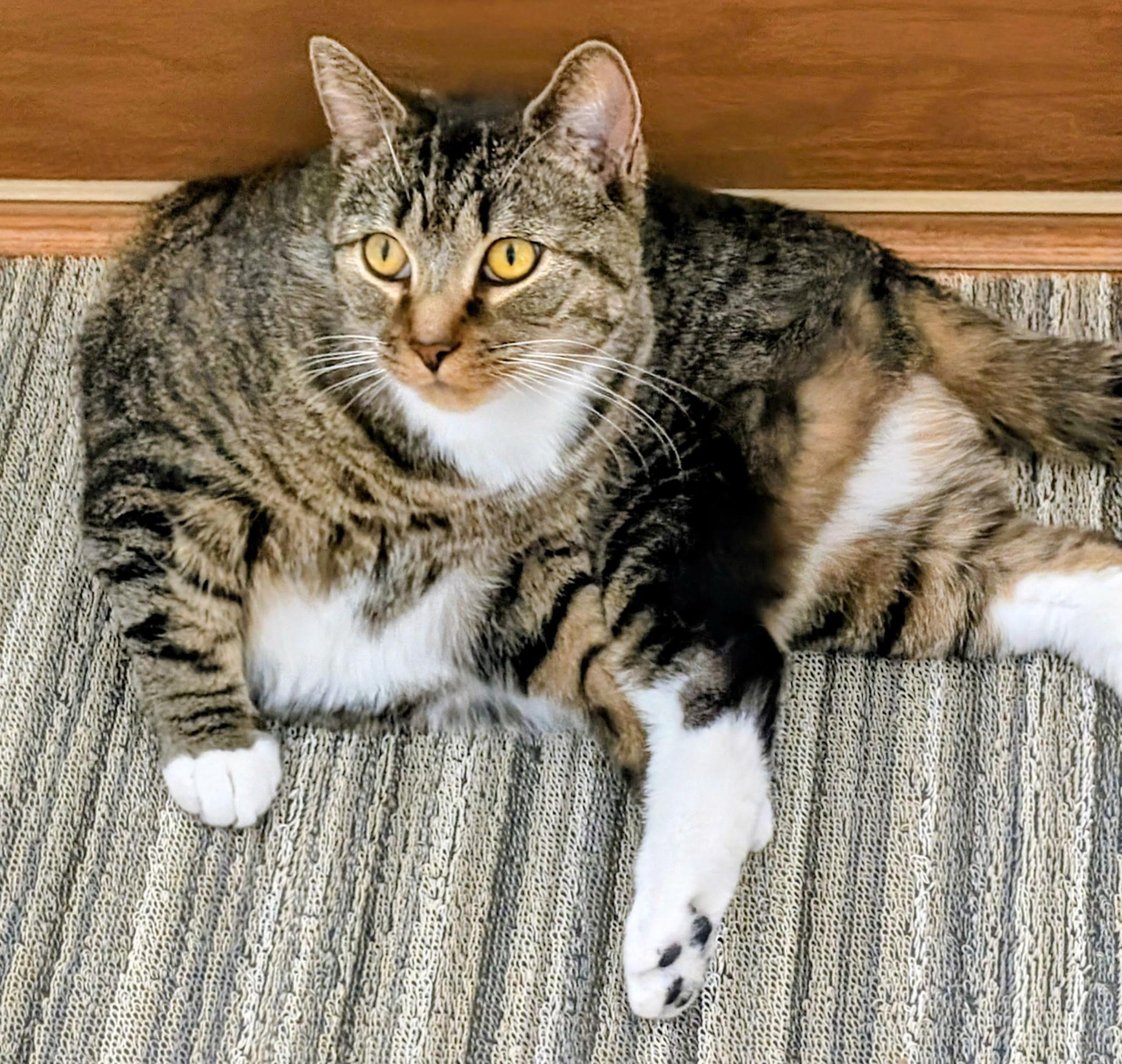 Rico, a Adoptable Domestic Short Hair in Beltsville, MD image 2/6
