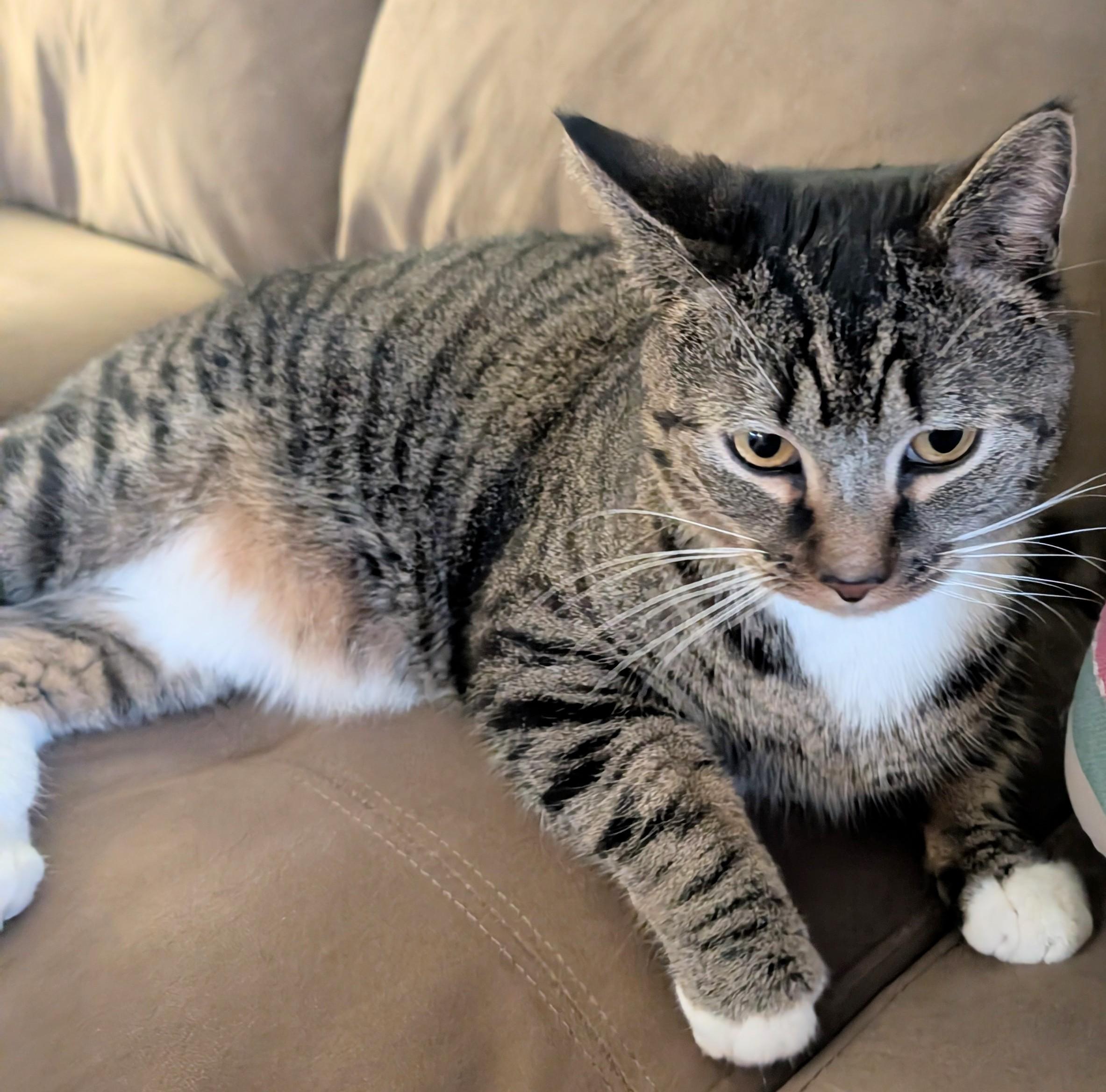 Enlarge Rico, a Adoptable Domestic Short Hair in Beltsville, MD image 1/6