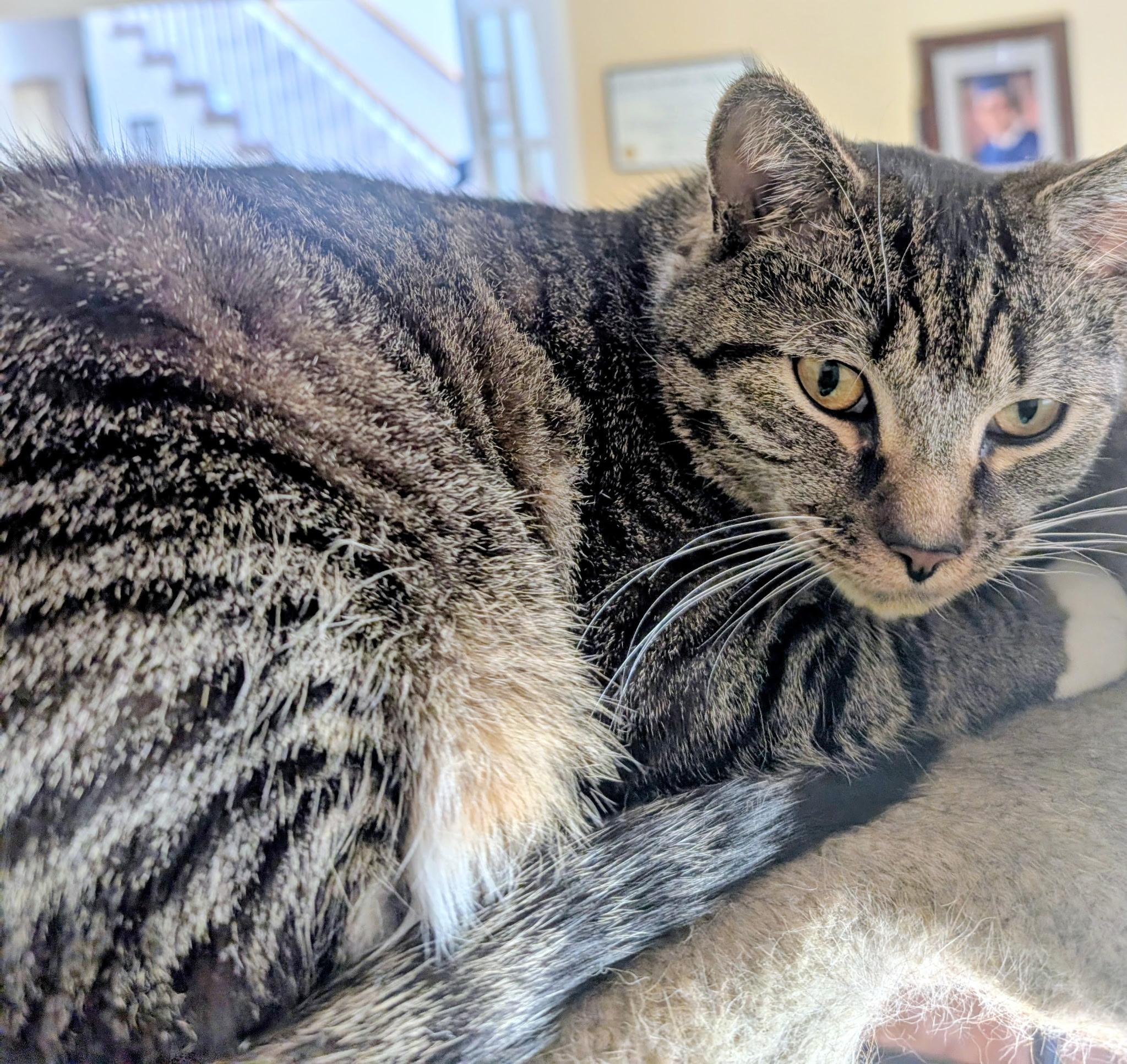 Enlarge Rico, a Adoptable Domestic Short Hair in Beltsville, MD image 5/6