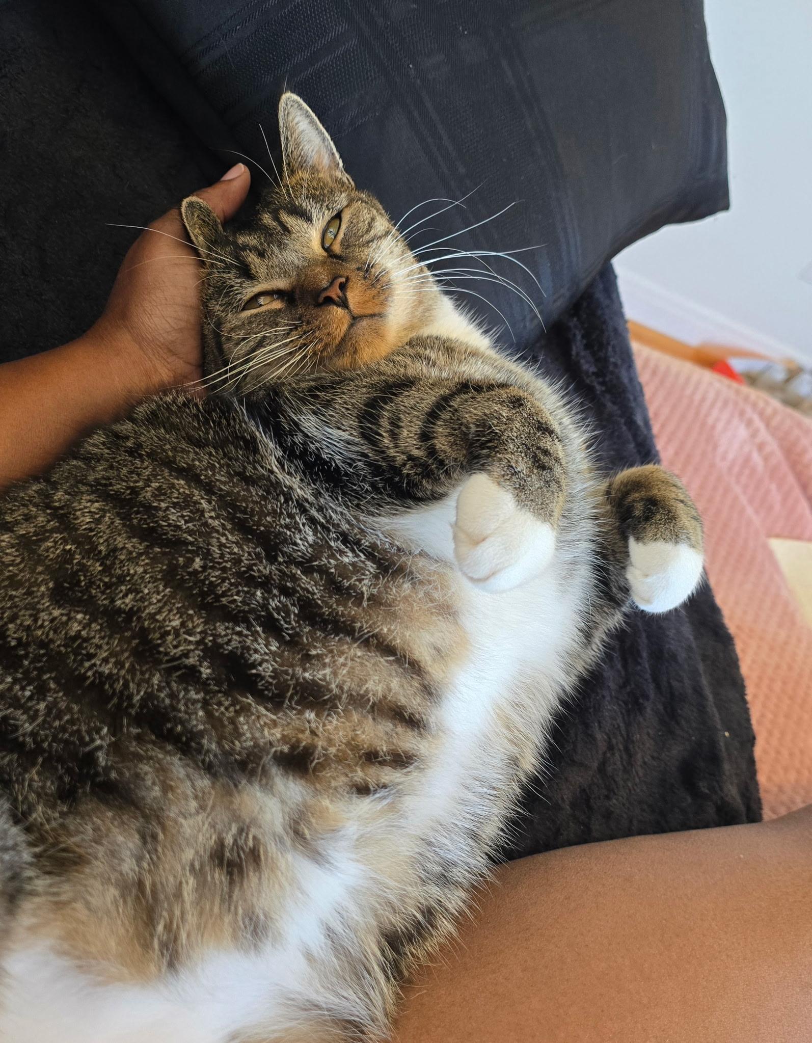 Enlarge Rico, a Adoptable Domestic Short Hair in Beltsville, MD image 2/6