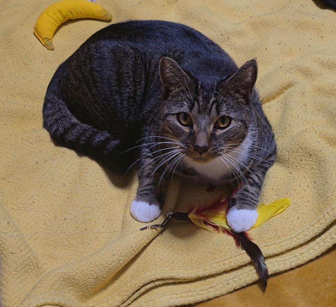 Enlarge Rico, a Adoptable Domestic Short Hair in Beltsville, MD image 4/6