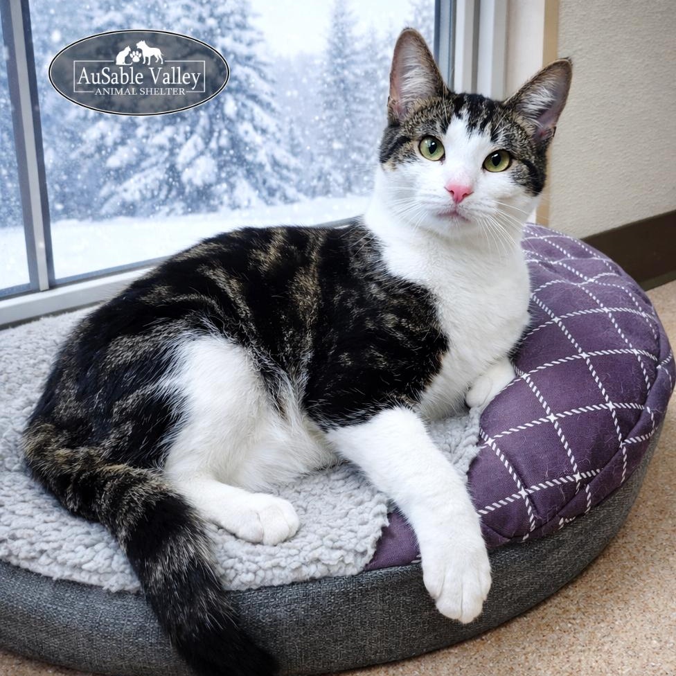 Blizzard, an adopted Domestic Short Hair in Grayling, MI image 1/5