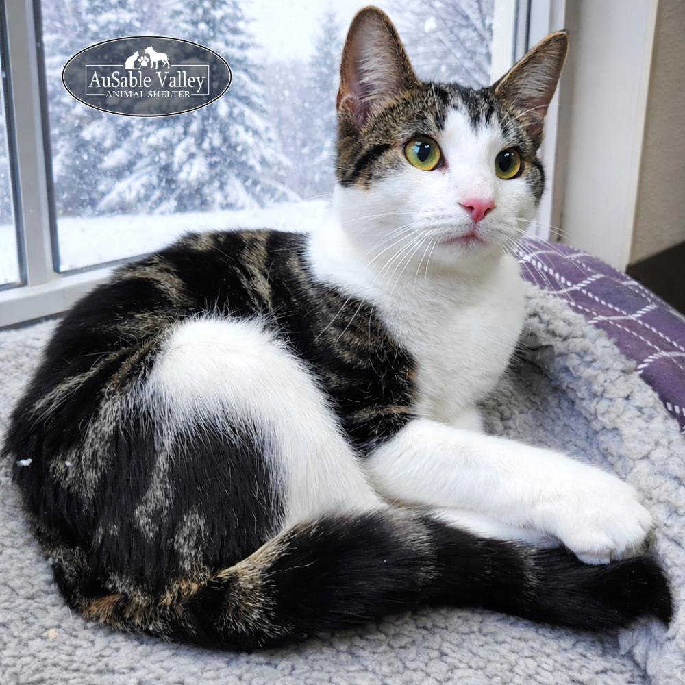 Blizzard, an adopted Domestic Short Hair in Grayling, MI image 5/5