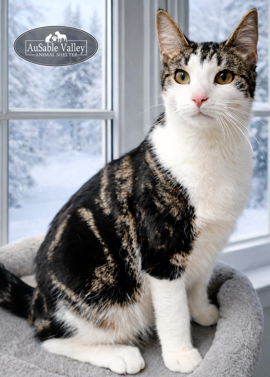 Blizzard, an adopted Domestic Short Hair in Grayling, MI image 3/5
